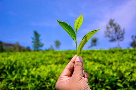 手中拿着一块绿茶叶