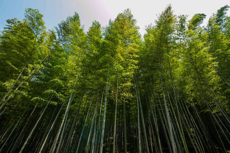 永川区,重庆茶竹景区照片