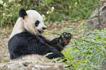 虽然吃竹子的大熊猫