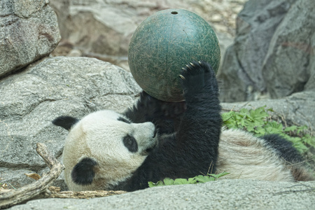 大熊猫在玩球