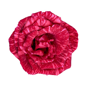 盛开的红玫瑰花蕾中的水珠图片