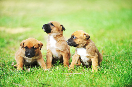 比利时牧羊犬幼犬