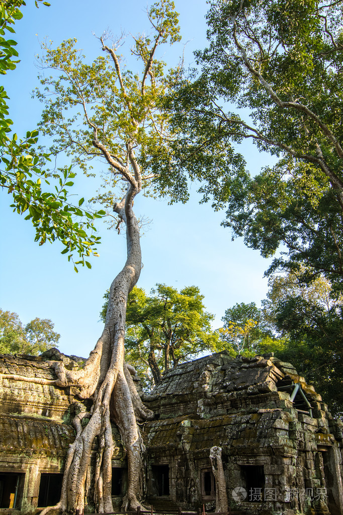 越来越多的塔普伦寺 柬埔寨的树