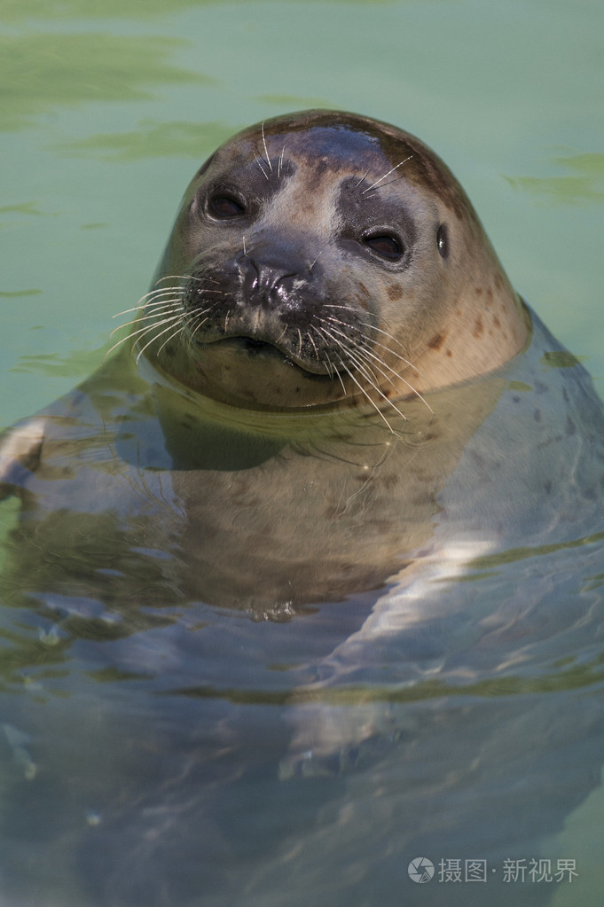 海狮照片-正版商用图片1fvv80-摄图新视界