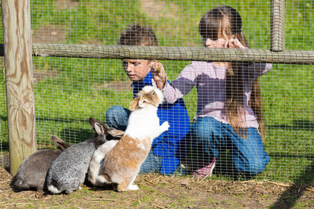 孩子喂养兔