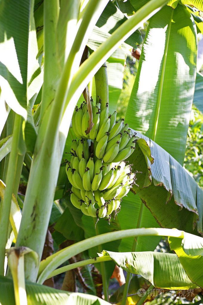 香蕉树