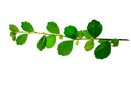 树枝枝叶图片-树枝枝叶素材-树枝枝叶插画-摄图新视界