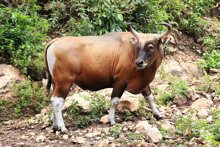 野生牛