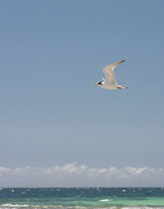 海鸥在杰维斯湾