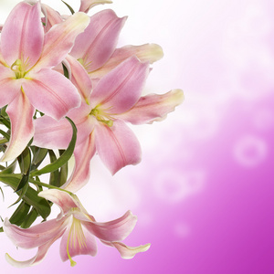 充满异国情调的日本 lily.floral 背景