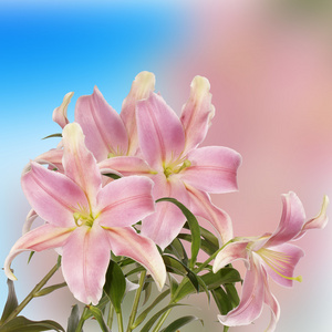 日本花卉 background.lily