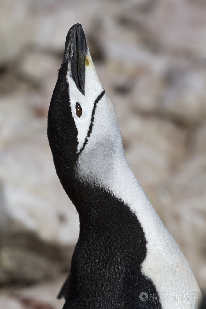 尖叫的南极企鹅1的肖像