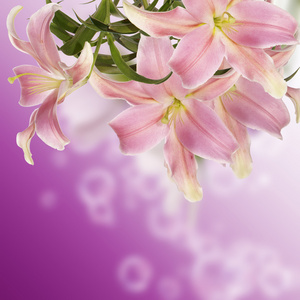 日本 lily.floral 背景
