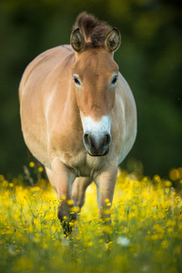 przewalski 的马