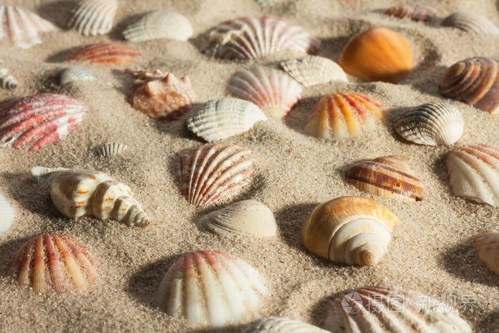特写贝壳埋在沙子在阳光下