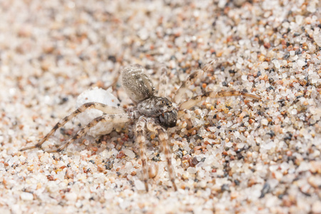 大棕色蜘蛛在它的蛋沙上