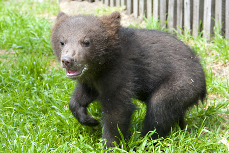 棕色的熊 熊 幼崽