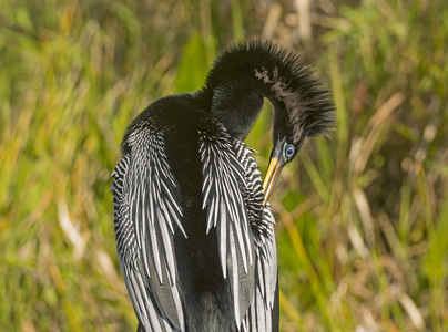 anhinga putsar i vildmarken蛇鸟羽毛在旷野