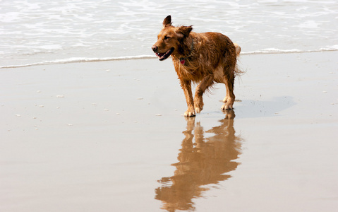 爱尔兰塞特犬金毛狗运行海洋冲浪沙质海滩