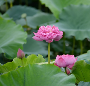 朵盛开的莲花