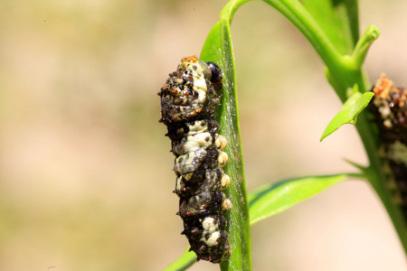亚洲燕尾亚洲的燕尾 (凤蝶特) 幼虫在日本照片