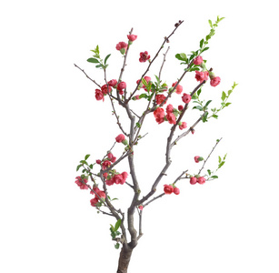 猩红色的海棠赤松花图片