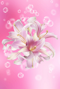 日本美丽 lily.floral 背景