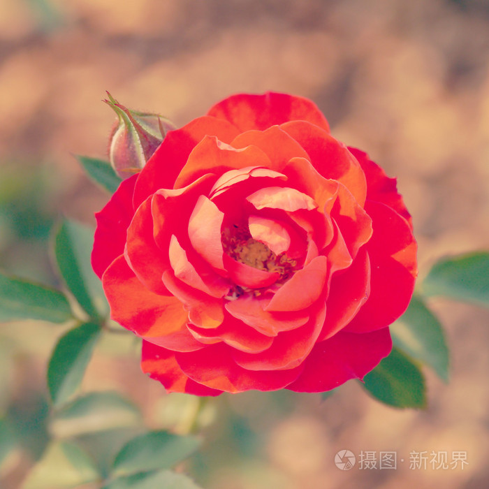 与复古的滤镜效果的花园里的玫瑰