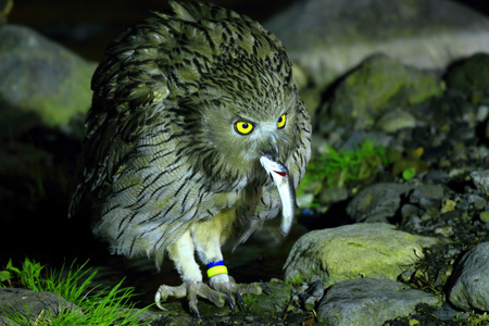 布莱基斯顿的鱼猫头鹰 腹股沟淋巴结炎 blakistoni 在北海道的日本