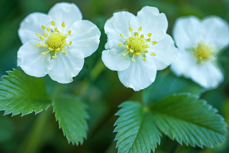 野草莓花