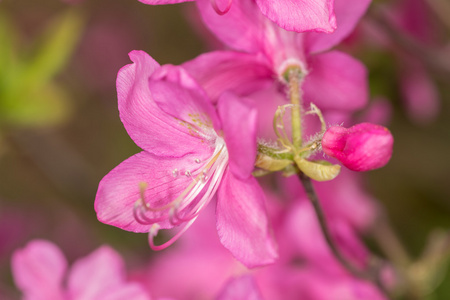 杜鹃花卉特写