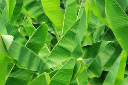 绿色的新鲜香蕉叶背景