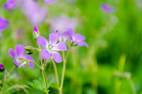 花不