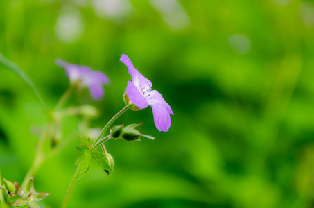 花不