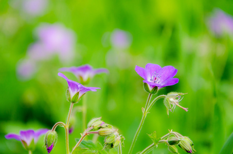 花不