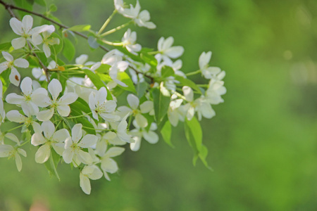 苹果花