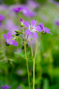 花不