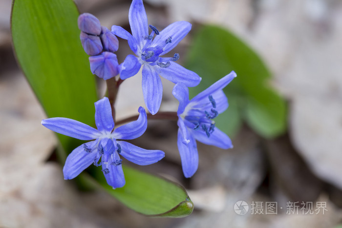蓝色铃铛 (绵兰大) 植物与花