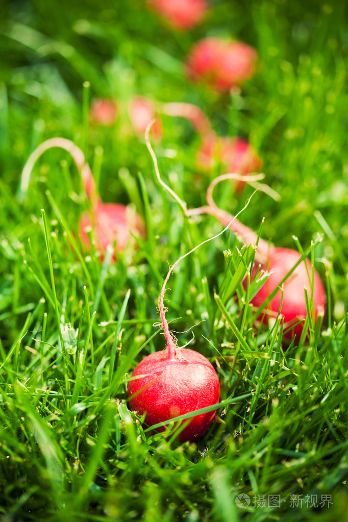 新鲜的萝卜草