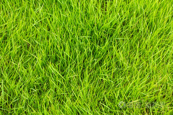 新鲜青草纹理
