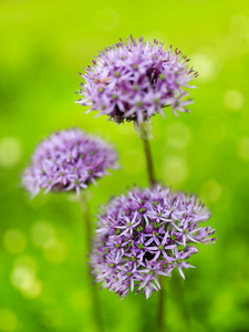 草药园开花韭菜在花园里