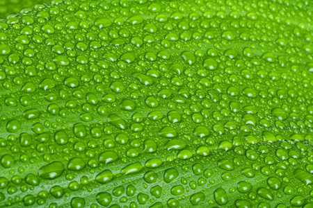 在绿色的植物叶上的水滴