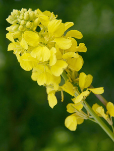 Hardlock 植物，花黄色