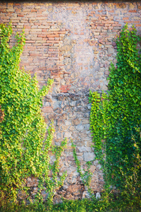 旧墙攀缘植物