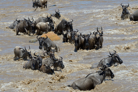 牛羚穿越马拉河