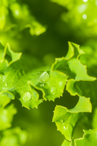 在花园里种植的生菜