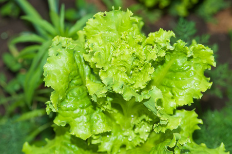 在花园里种植的生菜