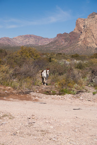 索诺拉沙漠中的孤马图片