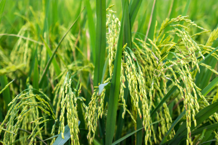 稻田种植园