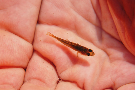 中国卧铺或阿穆尔卧铺的幼鱼(鲈鱼)照片